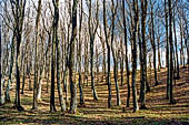 Parco delle Foreste Casentinesi.